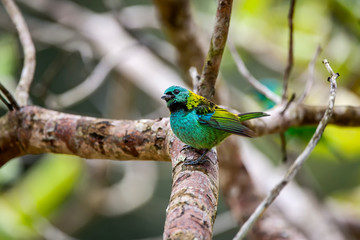 Green headed Tanager photographed in Linhares, Espirito Santo. Southeast of Brazil. Atlantic Forest Biome. Picture made in 2012.