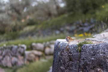 Little bird on a rock