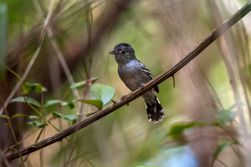 Sooretama Slaty Antshrike photographed in Linhares, Espirito Santo. Southeast of Brazil. Atlantic Forest Biome. Picture made in 2012.