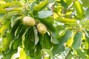 Stachelannonenfrucht am Baum