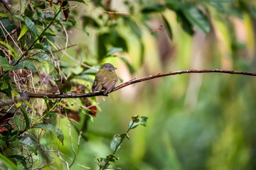  White crowned Manakin Female photographed in Linhares, Espirito Santo. Southeast of Brazil. Atlantic Forest Biome. Picture made in 2012.