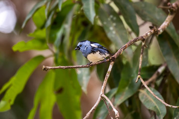 White bellied Tanager photographed in Linhares, Espirito Santo. Southeast of Brazil. Atlantic Forest Biome. Picture made in 2012.