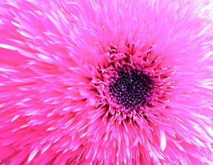 abstract background of a closeup flower in many colors