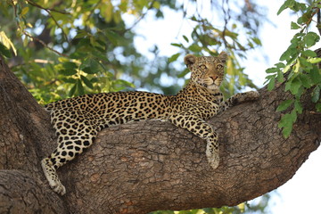 Fototapeta na wymiar Leopard auf einem Baum 
