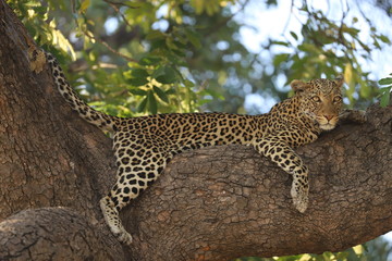 Leopard auf einem Baum