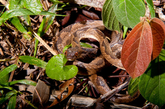 Banded cat eyed snake photographed in Linhares, Espirito Santo. Southeast of Brazil. Atlantic Forest Biome. Picture made in 2012.