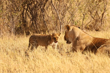 Fototapeta na wymiar Löwin mit Löwenbaby