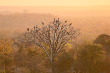 Marabus auf Baum im Sonnenuntergang