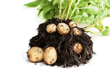 shoveled out first earlies potatoes tubers with dirt isolated on white