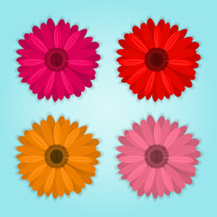 vector collection of colored realistic gerbera flowers on blue background