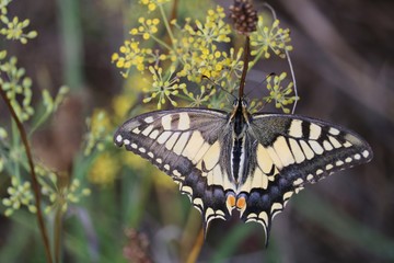 Machaon