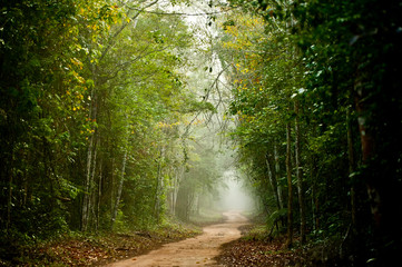 Fog in Sooretama Reserve photographed in Linhares, Espirito Santo. Southeast of Brazil. Atlantic...