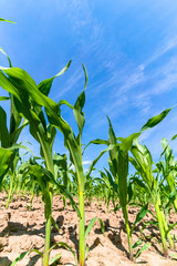 Agricultural field with corn seedlings