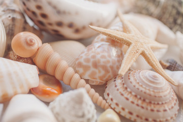 Seashells background. Many different seashells and starfish mixed.