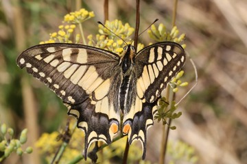 Machaon