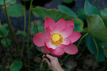 Female hand holds a beautiful very large shot of a lotus flower on the background of its leaves, closeup