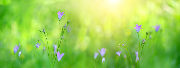 blue bellflowers on sunny meadow, bright green natural abstract background. gentle nature image with campanula violet flowers. banner. spring summer season. copy space. template for design