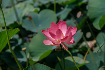 Beautiful lotus flowers with minted in its natural habitat, against the background of its leaves. Medium plan.