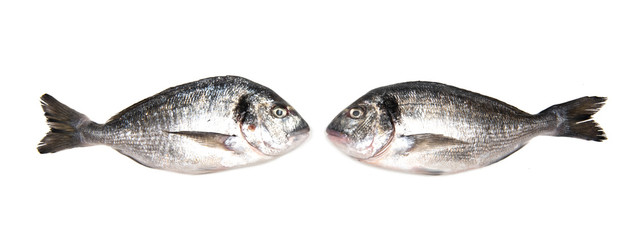 Two fresh Dorados fish isolated on white background. View from above.
