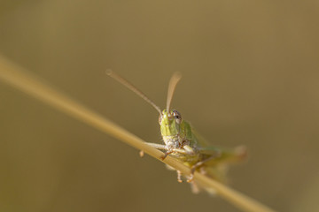 Extreme close up macro photo