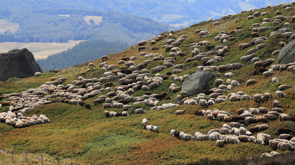 troupeau de brebis du massif central