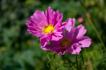 Purple Cosmos Bipinnatus flowers on a dark green background