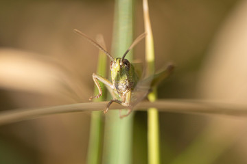Extreme close up macro photo