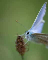 Extreme close up macro photo
