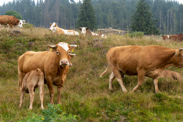 Schwarzwald im Sommer