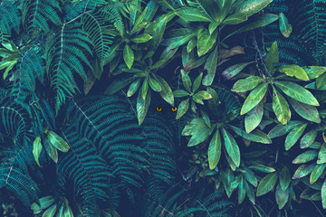 Ferns in the forest, Madeira. Beautiful ferns leaves green foliage. Close up of beautiful growing ferns in the forest. Natural floral fern background in sunlight. - obrazy, fototapety, plakaty