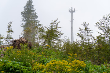 Obraz premium Schwarzwald im Sommer