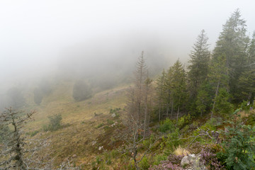 Schwarzwald im Sommer