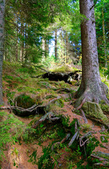 Mummelsee im Schwarzwald bei Achern in Baden-Württemberg Deutschland Europa mit Wasser und Wald am Ufer aufgenommen am 2017.09.29