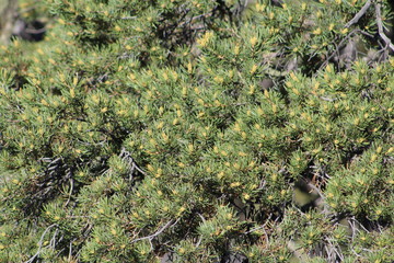 New Mexico Pine Tree