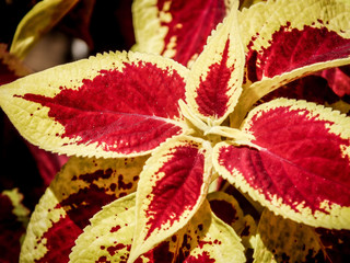 closeup of red flower