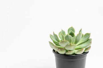 Round fresh succulent plant in a black pot isolated on white, side view, with space for text