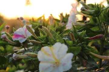the miracle flower - mirabilis jalapa - in the morning sun, moistened with morning dew