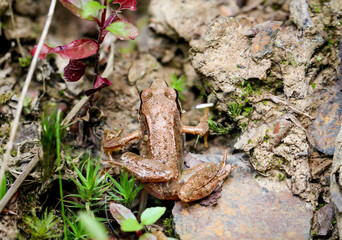 Braunfrosch im Wald auf dem Boden