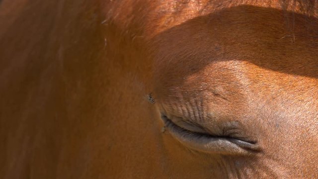 Brown horse eye pestered by flies on hot summer day. Close up shot. 