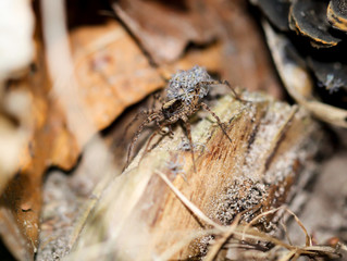 Spinne mit Jungtiere auf dem Rücken