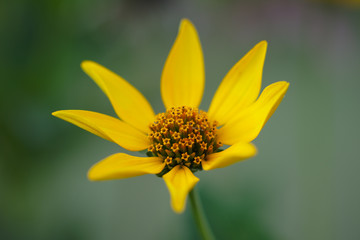floral background with defocused gentle yellow flower, mothers day concept