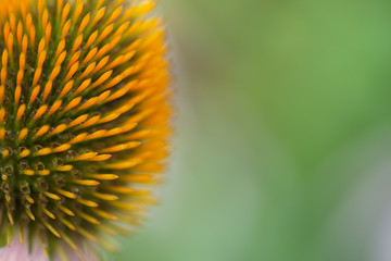 Closeup of stamen of flower