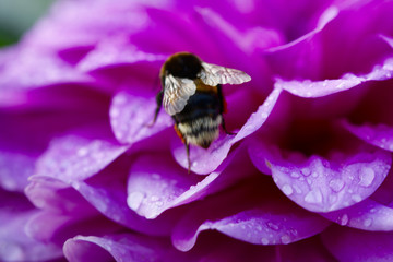 Bee on a purple dahlia flower