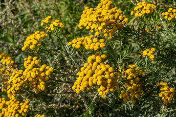 The yellow tansy flowers with green leaves in a park in summer