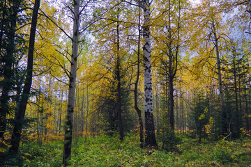 Sunset at the forest edge. Autumn landscape.