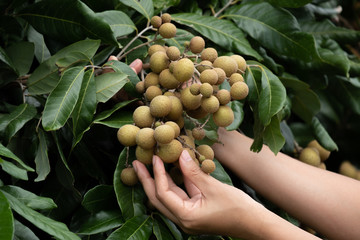 Caring for the longan.