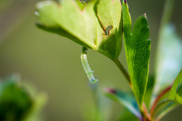 eine Schmetterlingsraupe frisst an einem Blatt