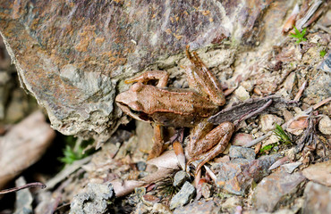 Braunfrosch auf dem Boden im Wald