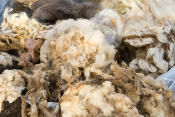 raw wool fleece just sheared before being spun