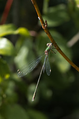 libellules leste vert 